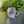 Load image into Gallery viewer, 18oz Big Grove Tubinger