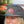 Load image into Gallery viewer, Soaring Goldfinch Hat
