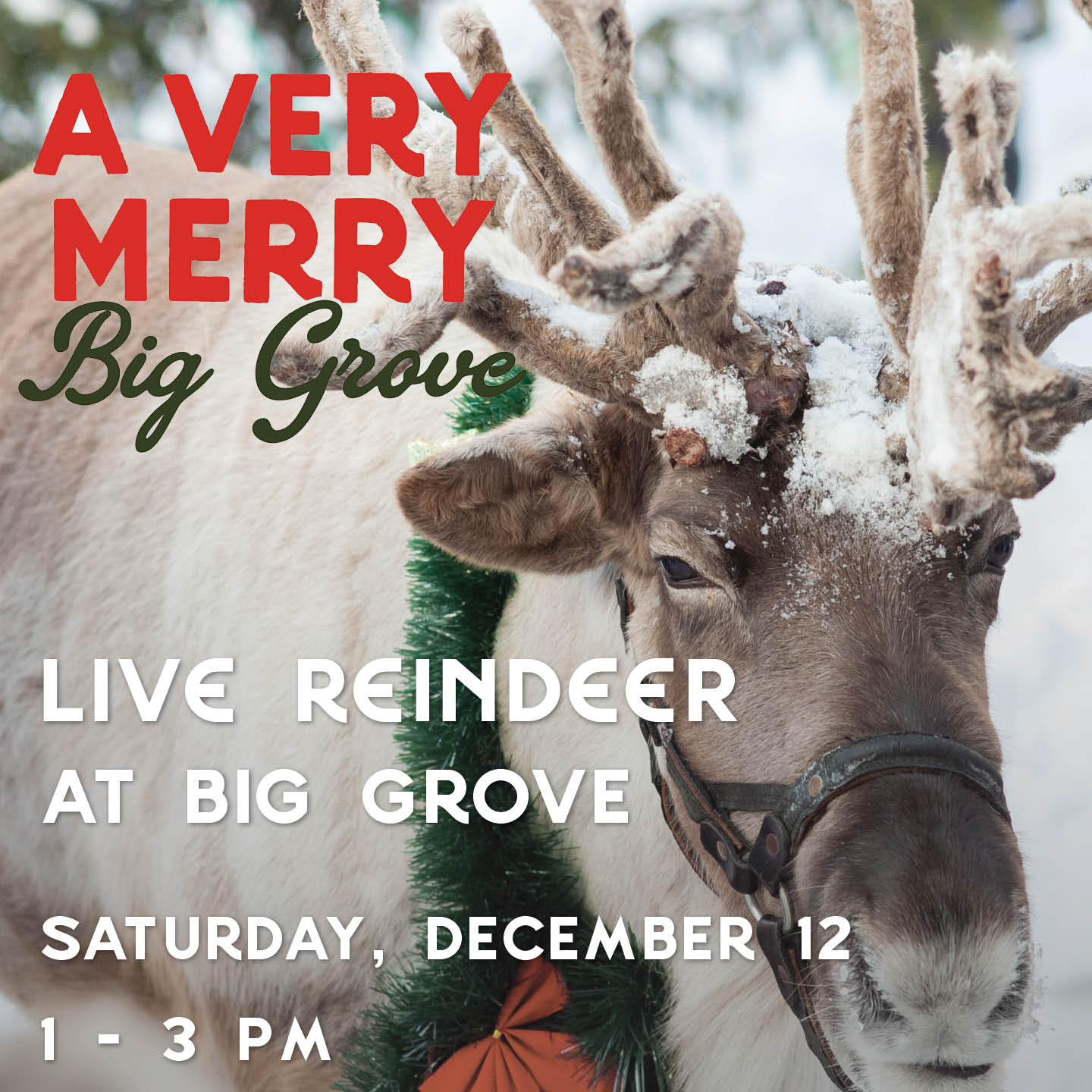 Live Reindeer at the Grove