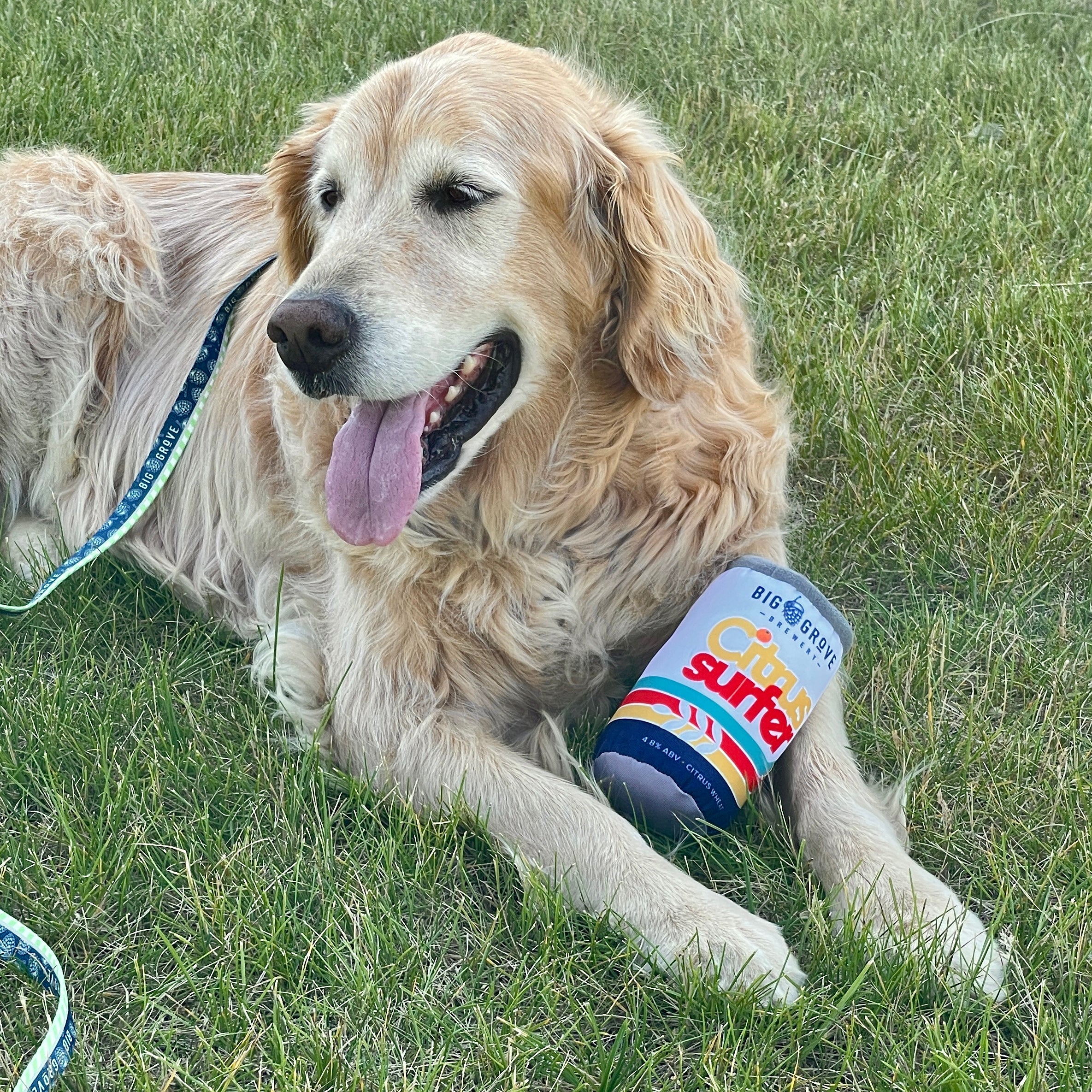 Citrus Surfer Dog Toy