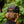Load image into Gallery viewer, Tigerhawk Fry Hat
