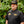 Load image into Gallery viewer, Tigerhawk Brewer Shirt

